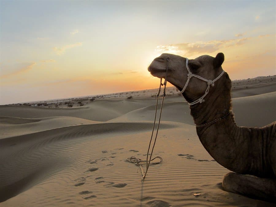 Desert Sunset, Sam